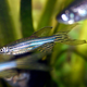Illustration for article titled Zebrafish reveal all the ingredients needed to regenerate a limb